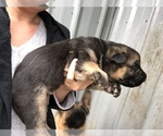 Small Photo #13 German Shepherd Dog Puppy For Sale in BRUSH PRAIRIE, WA, USA