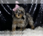 Small Photo #76 Poodle (Miniature) Puppy For Sale in WARSAW, IN, USA