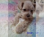 Image preview for Ad Listing. Nickname: Scout