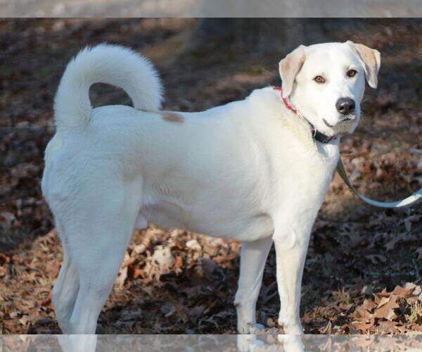 Medium Photo #3 Labrenees Puppy For Sale in Cookeville, TN, USA