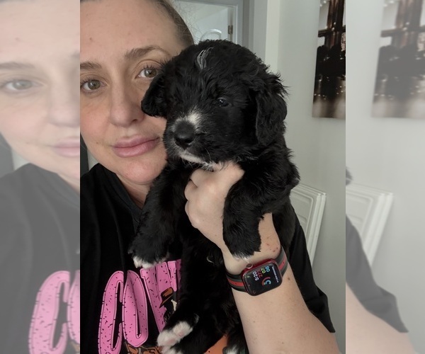 Medium Photo #14 Bernedoodle Puppy For Sale in BELMONT, NC, USA