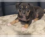 Small Photo #9 American Bully Puppy For Sale in BOLIVAR, MO, USA
