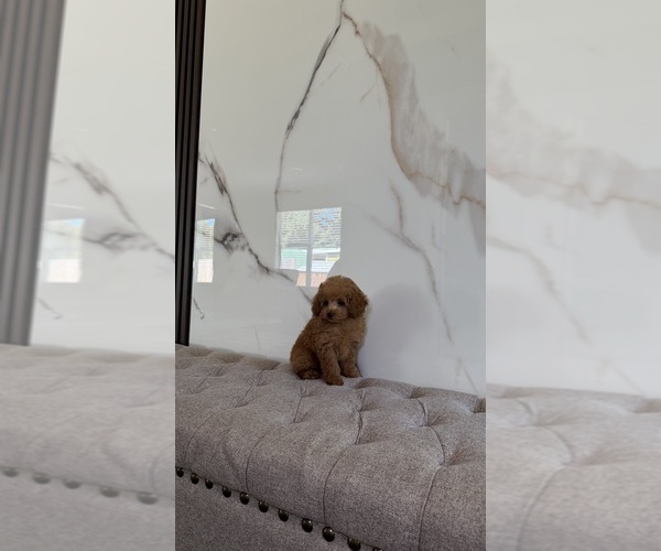 Medium Photo #1 Poodle (Toy) Puppy For Sale in PORTLAND, OR, USA
