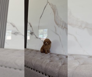 Poodle (Toy) Puppy for sale in PORTLAND, OR, USA