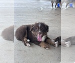 Small #17 Miniature Australian Shepherd