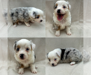 Miniature Australian Shepherd Puppy for sale in BROOKER, FL, USA