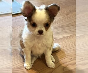Chihuahua Puppy for Sale in FENNVILLE, Michigan USA