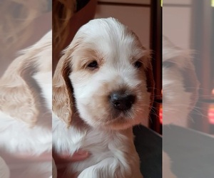English Cocker Spaniel Puppy for sale in Budapest, Budapest, Hungary
