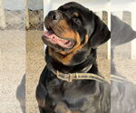 Small #2 Rottweiler