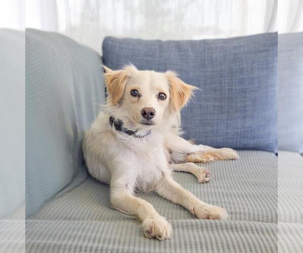 Medium Photo #7 Colonial Cocker Spaniel-Poodle (Miniature) Mix Puppy For Sale in San Diego, CA, USA