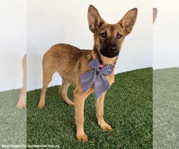 Medium Photo #2 German Shepherd Dog-Unknown Mix Puppy For Sale in San Diego, CA, USA