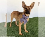 Small #1 German Shepherd Dog Mix