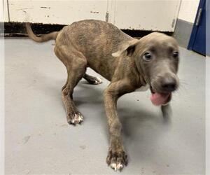 American Pit Bull Terrier Dogs for adoption in Peoria, IL, USA
