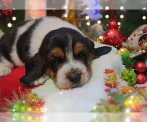 Basset Hound Puppy for sale in SALEM, WV, USA