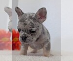 Small Photo #31 French Bulldog Puppy For Sale in GOSHEN, IN, USA