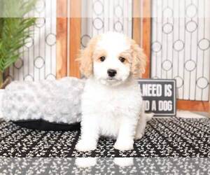 Cavapoo Puppy for sale in NAPLES, FL, USA