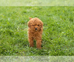 Goldendoodle (Miniature) Puppy for sale in TOPEKA, IN, USA