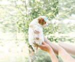 Small Photo #61 Goldendoodle (Miniature) Puppy For Sale in FREDERICA, DE, USA