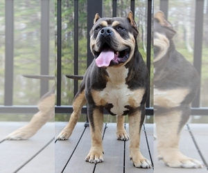 Father of the American Bully puppies born on 04/04/2026