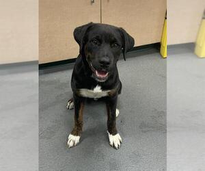 Bernese Mountain Dog-Unknown Mix Dogs for adoption in Corpus Christi, TX, USA