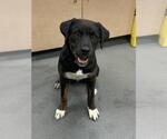 Small Bernese Mountain Dog Mix