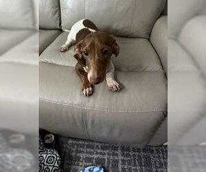 Summit - Male Dachshund Dog for Adoption - Photo #2