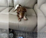 Small Photo #2 Dachshund Puppy For Sale in St. Louis Park, MN, USA