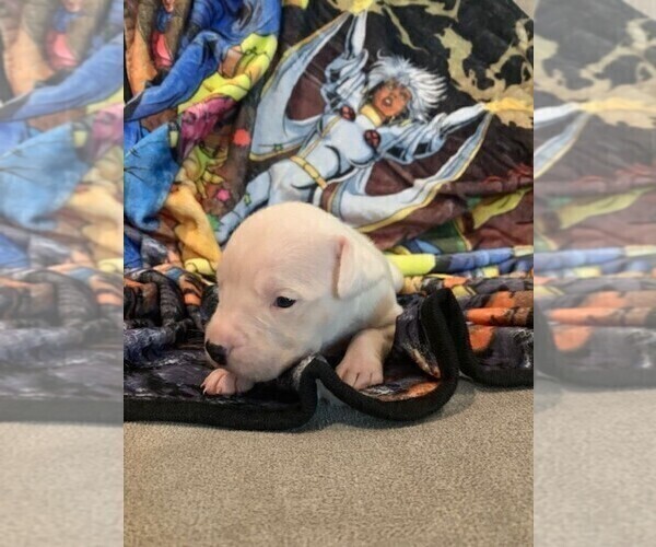 Medium Photo #3 Dogo Argentino Puppy For Sale in ZACHARY, LA, USA