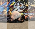 Small Photo #3 Dogo Argentino Puppy For Sale in ZACHARY, LA, USA