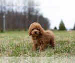 Puppy 12 Poodle (Toy)