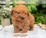 Image preview for Ad Listing. Nickname: Litter of 5