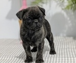 Puppy Gemma Pug