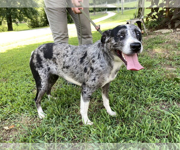 Medium Photo #3 Catahoula Leopard Dog Puppy For Sale in Sparta, TN, USA