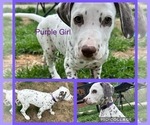 Puppy Purple Girl Dalmatian