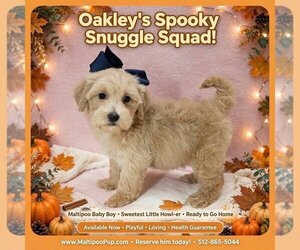 Maltipoo (Toy) Puppy for sale in TAYLOR, TX, USA