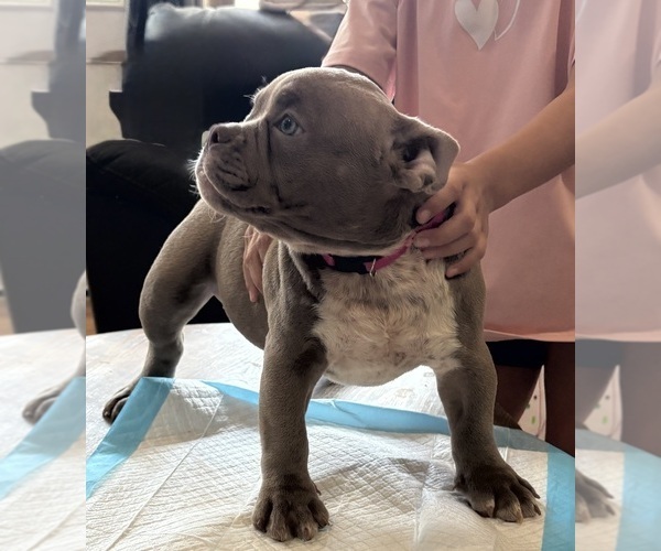 Medium Photo #5 American Bully Puppy For Sale in PAWTUCKET, RI, USA