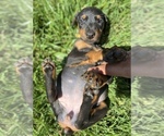 Small Photo #6 Doberman Pinscher Puppy For Sale in GUSTINE, CA, USA