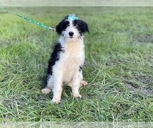 Aussiedoodle Miniature Puppy for sale in LAKELAND, FL, USA