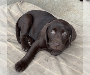 Labrador Retriever Puppy for sale in BUFORD, GA, USA