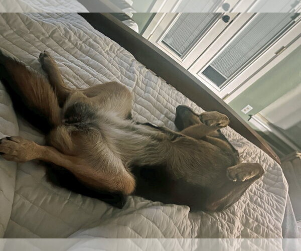 Medium Photo #6 Mutt Puppy For Sale in White Hall, AR, USA