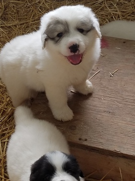 Medium Photo #1 Great Pyrenees Puppy For Sale in WAPELLO, IA, USA