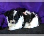 Small Photo #5 Morkie Puppy For Sale in ROCK VALLEY, IA, USA