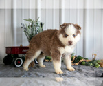 Small Photo #7 Siberian Husky Puppy For Sale in SHREVE, OH, USA