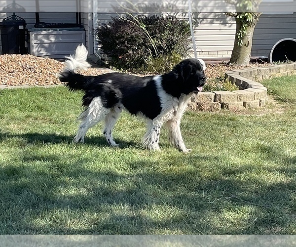 Medium Photo #1 Newfoundland Puppy For Sale in WAUSEON, OH, USA