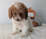Puppy Eliza Poodle (Miniature)