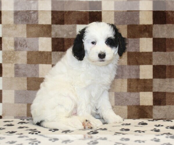 Medium Photo #4 Bernedoodle (Miniature) Puppy For Sale in DENVER, PA, USA
