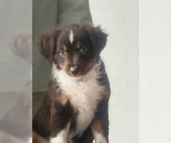 Medium Photo #3 Miniature Australian Shepherd Puppy For Sale in FORT MYERS, FL, USA