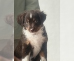 Small #2 Miniature Australian Shepherd