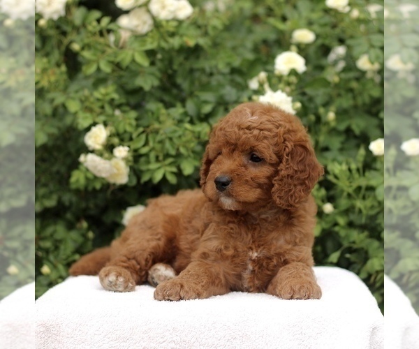 Medium Photo #4 Cavapoo Puppy For Sale in PARADISE, PA, USA