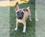 Small #3 Mutt